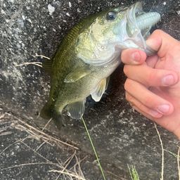 ラージマウスバス