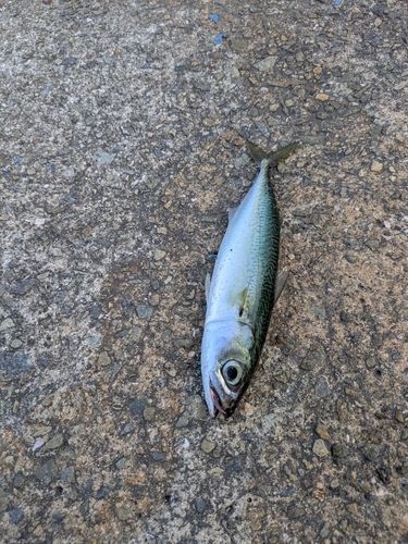 マサバの釣果