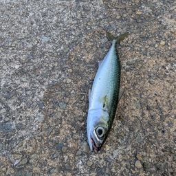 マサバ