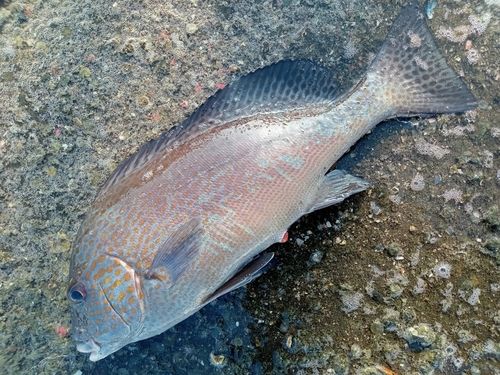 コロダイの釣果