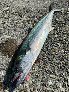 サゴシの釣果