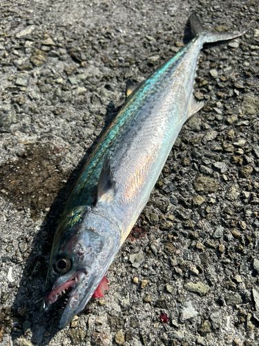 サゴシの釣果