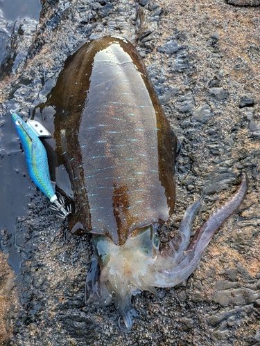 アオリイカの釣果