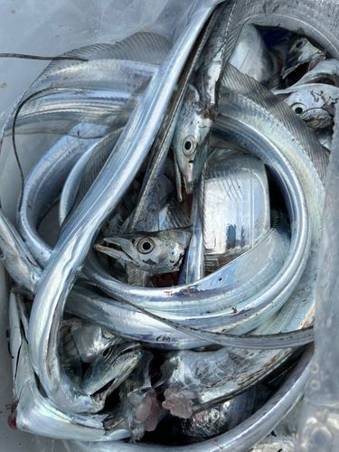 タチウオの釣果
