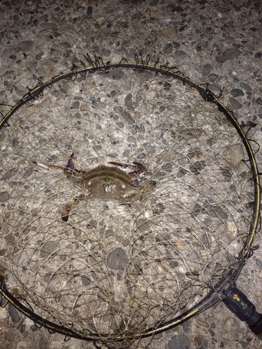タイワンガザミの釣果