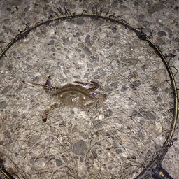 タイワンガザミ