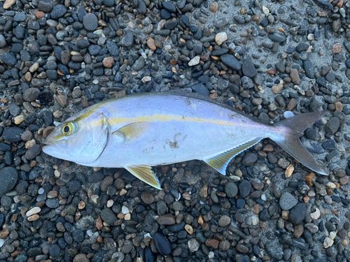 ショゴの釣果