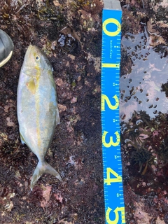 ショゴの釣果
