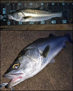 シーバスの釣果