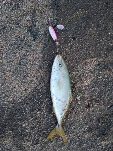 美保湾
