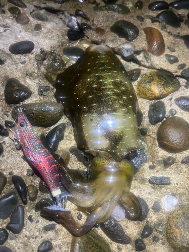 アオリイカの釣果