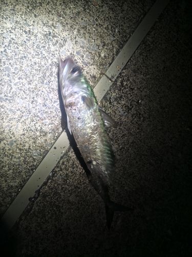 サバの釣果