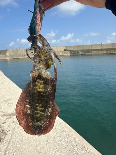 アオリイカの釣果