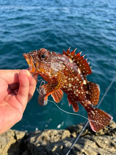 ガシラの釣果
