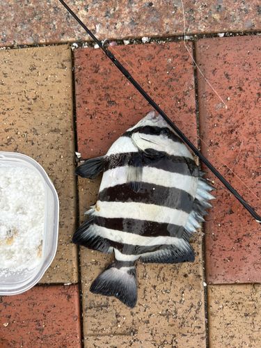 イシダイの釣果