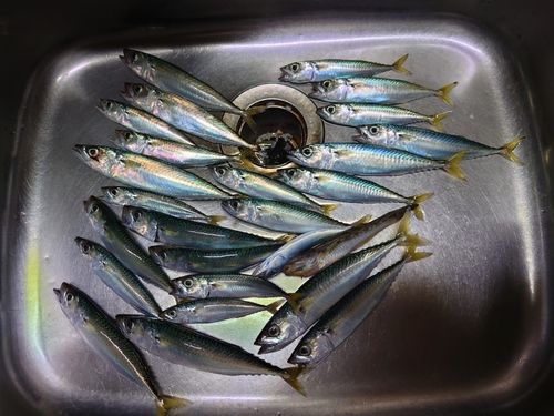 マサバの釣果