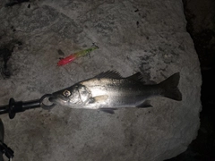 ヒラスズキの釣果