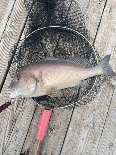 コロダイの釣果