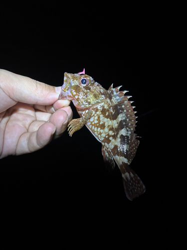 アラカブの釣果