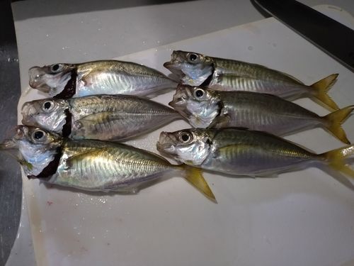 博多湾