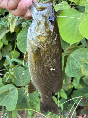 スモールマウスバスの釣果