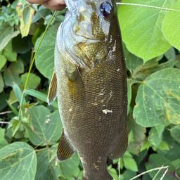 スモールマウスバス