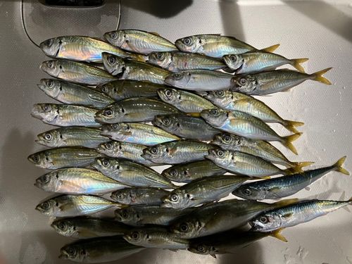 マアジの釣果
