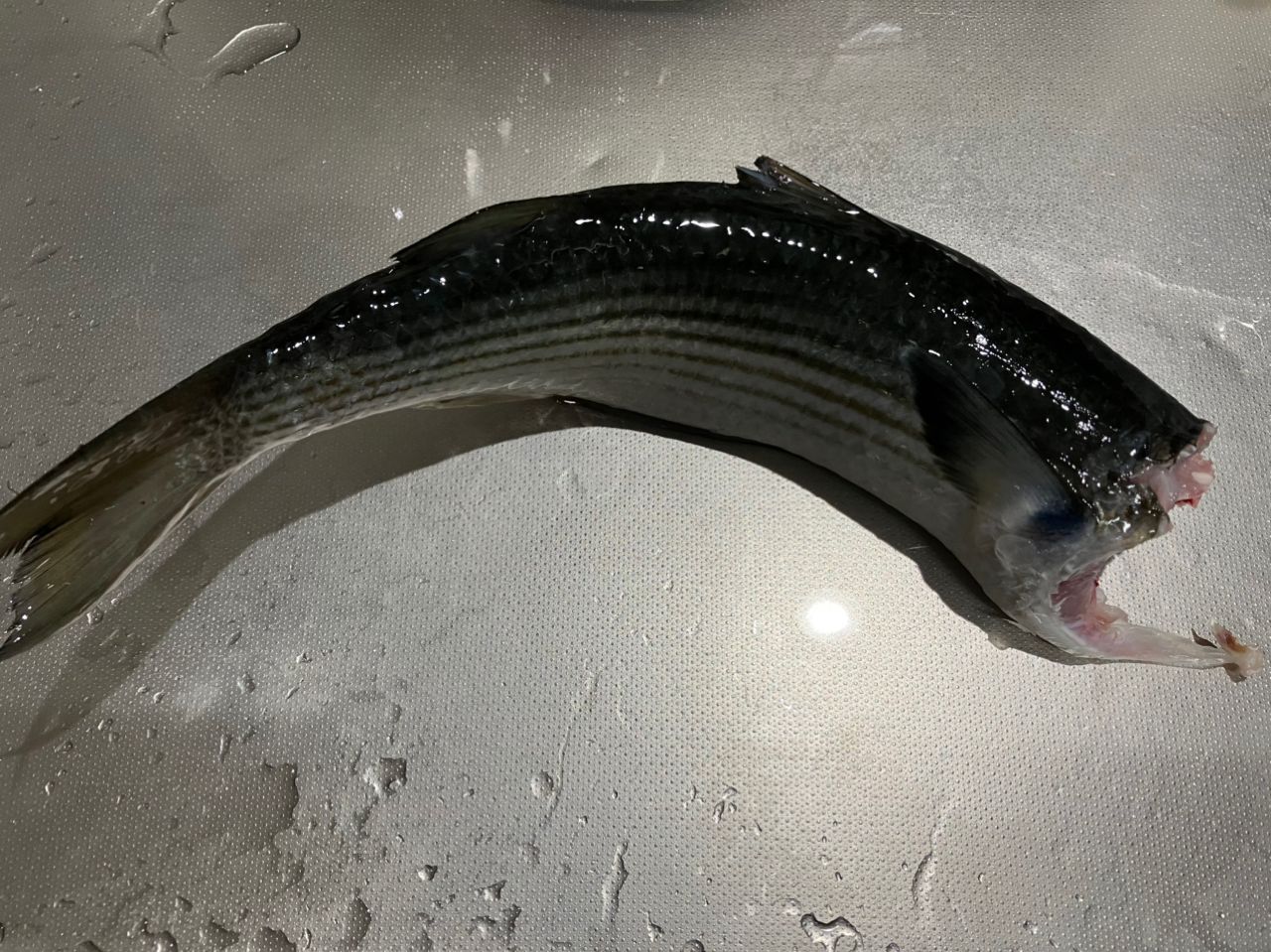 マアジ