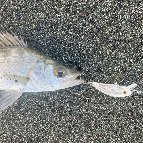 セイゴ（ヒラスズキ）の釣果