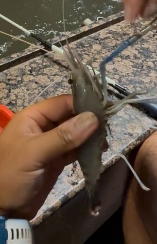 オニテナガエビの釣果