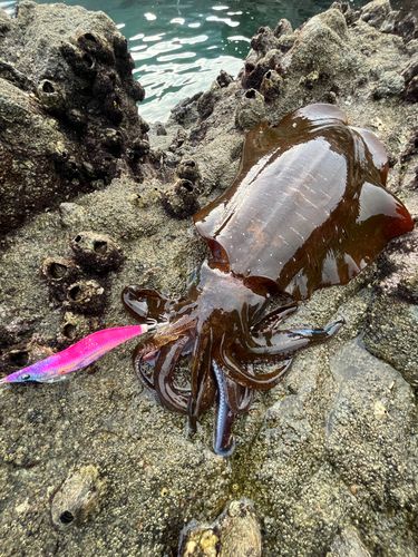 アオリイカの釣果
