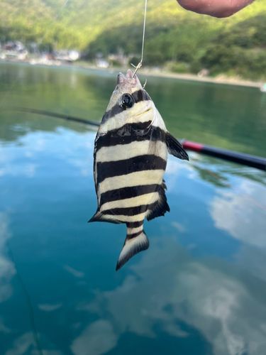 サンバソウの釣果