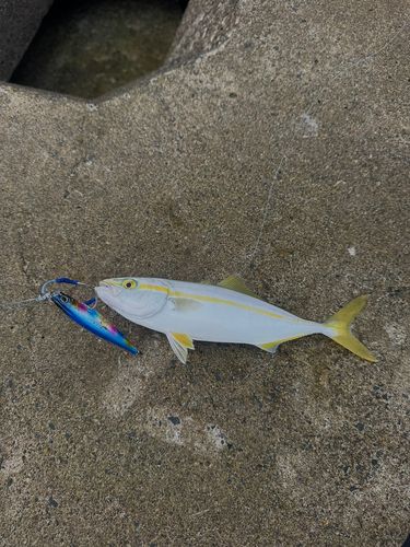 ワカシの釣果