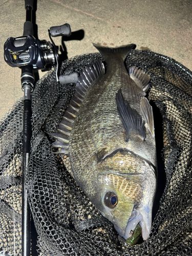 クロダイの釣果