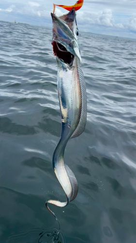タチウオの釣果