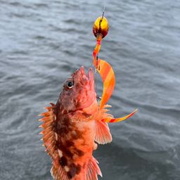 カサゴ