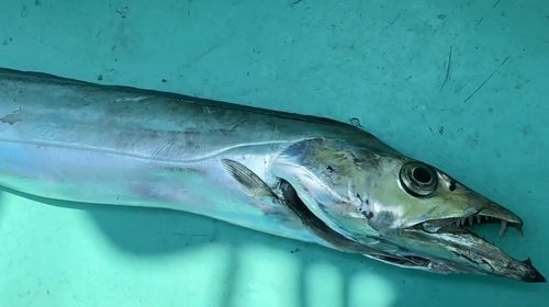 タチウオの釣果