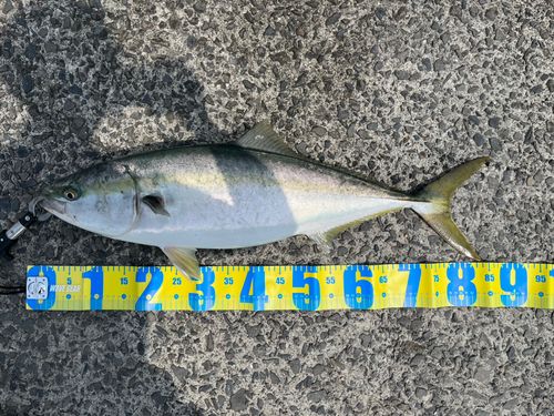 ブリの釣果