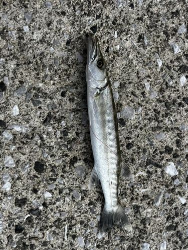 キビレの釣果