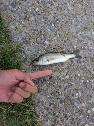 スズキの釣果
