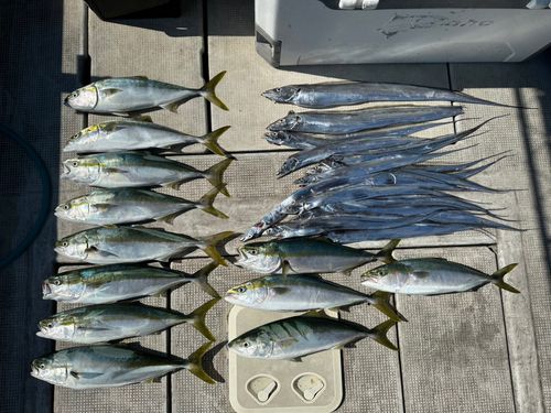 メジロの釣果
