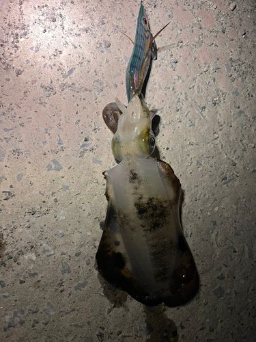 アオリイカの釣果
