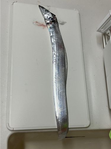 伊勢湾