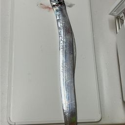 タチウオ