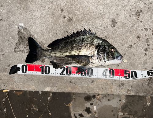 チヌの釣果