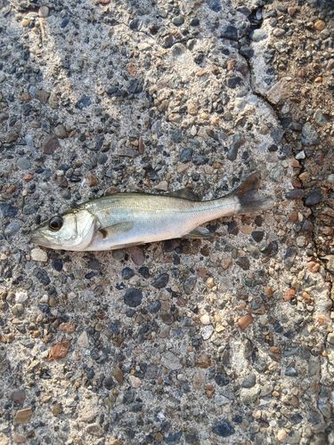 セイゴ（マルスズキ）の釣果