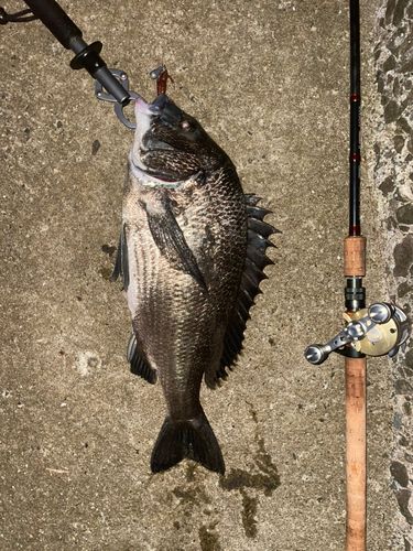 チヌの釣果