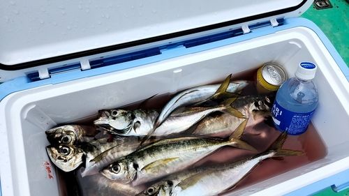 アジの釣果