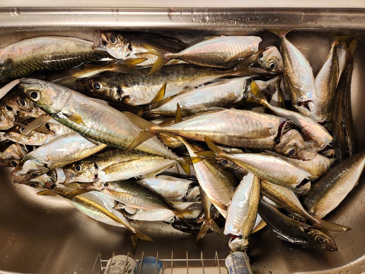 ⭐ころん⭐さんの釣果 2枚目の画像