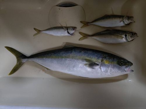 ハマチの釣果